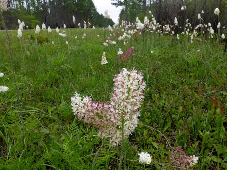 Crowpoison blooming along roadside