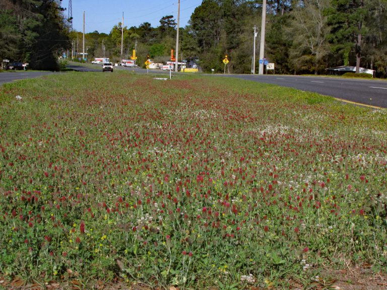 Crimson clover blooming along roadside
