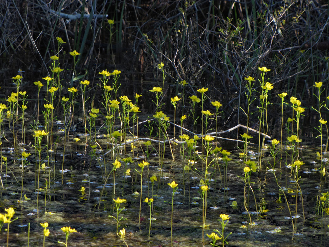 Bladderwort blooming in standing water along roadside