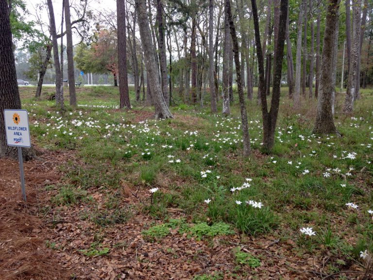 Rainlilies blooming among trees along roadside