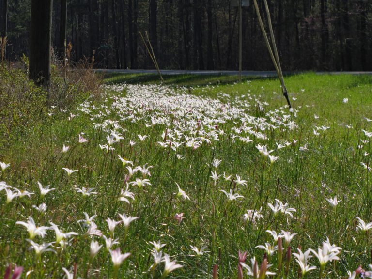 Treaty's rainlilies blooming along roadside