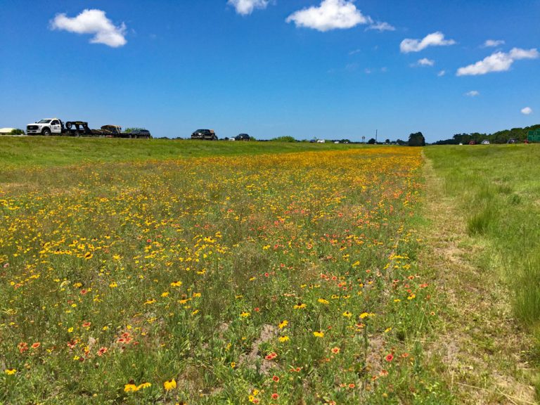 field of black-eyed susan and blanketflower