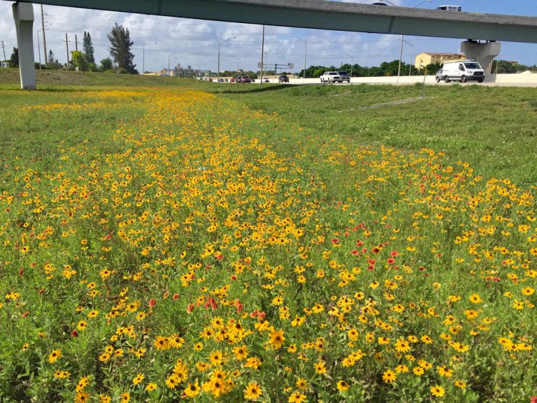 field of black-eyed susan and blanketflower along road and under overpass