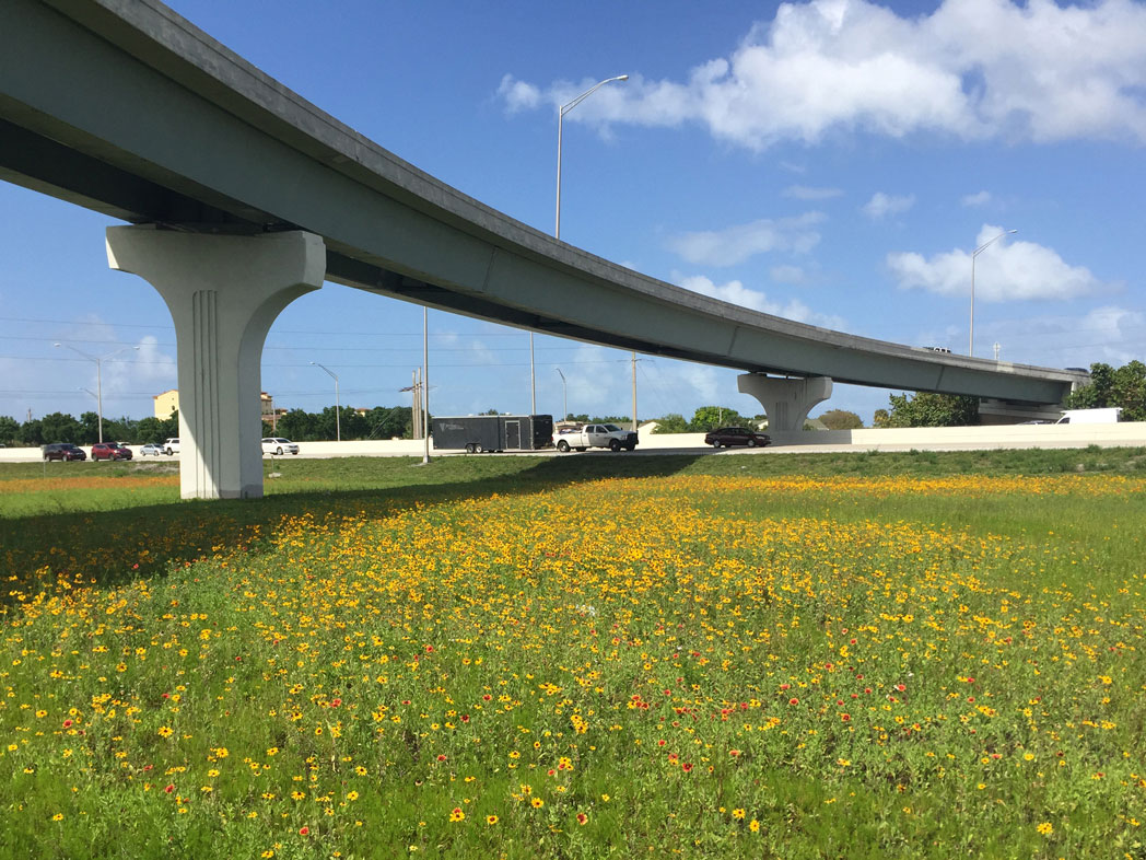 field of black-eyed susan and blanketflower under overpass