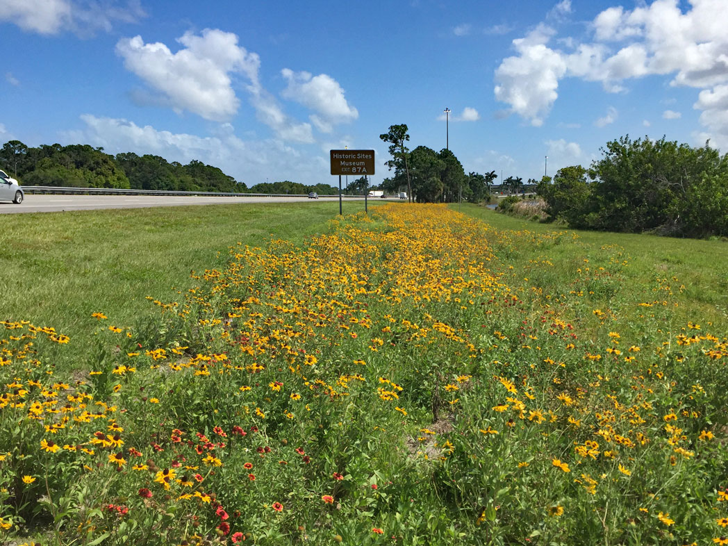 field of black-eyed susan and blanketflower along road