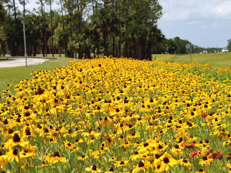 field of black-eyed susans on road