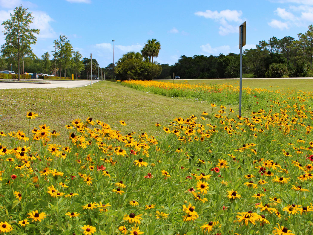 field of black-eyed susans and blanketflower along road