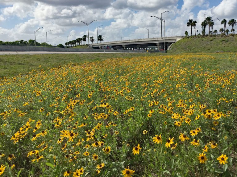 field of black-eyed susans along road