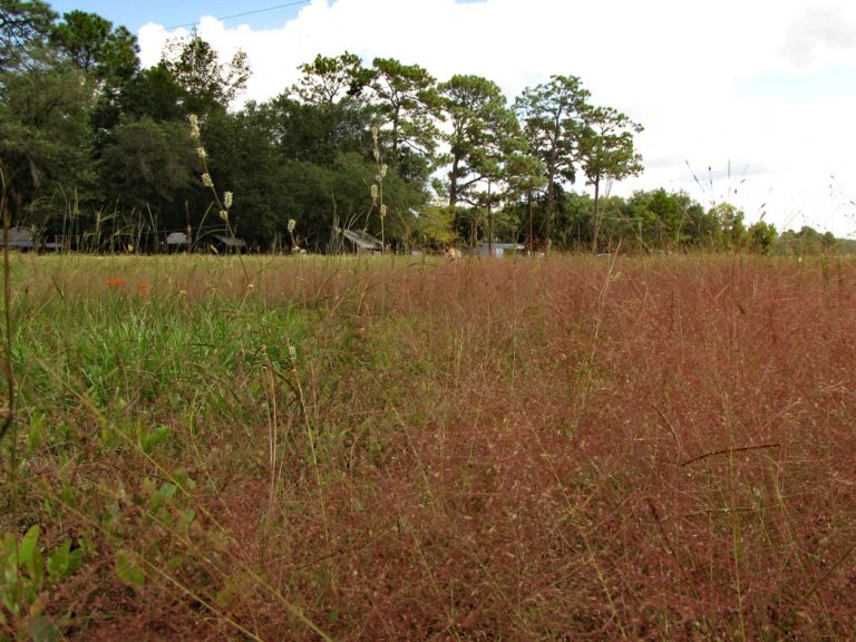 Purple lovegrass blooming along roadside