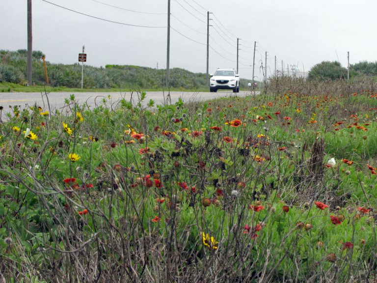 Blanketflower and dune sunflower blooming along roadside