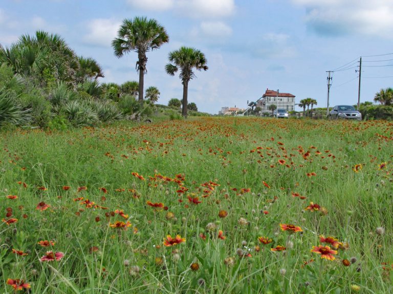 Blankeflower blooming along roadside