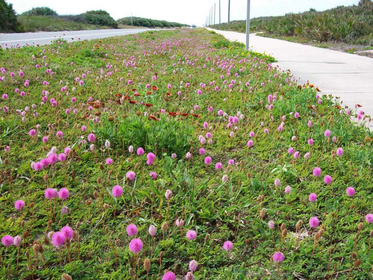 Powderpuff and Blanketflower blooming along roadside