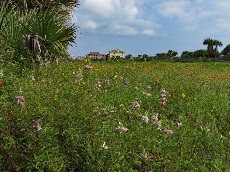 Dotted horsemint, Partridgepea and Blanketflower blooming along roadside