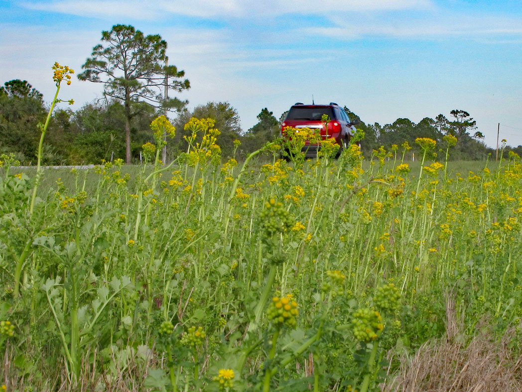 Butterweed blooming along roadside