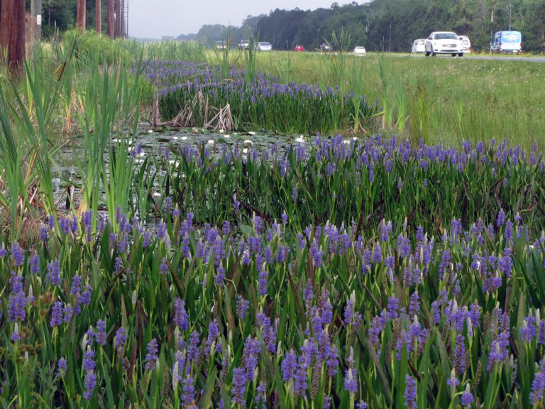 Pickerelweed blooming along roadside