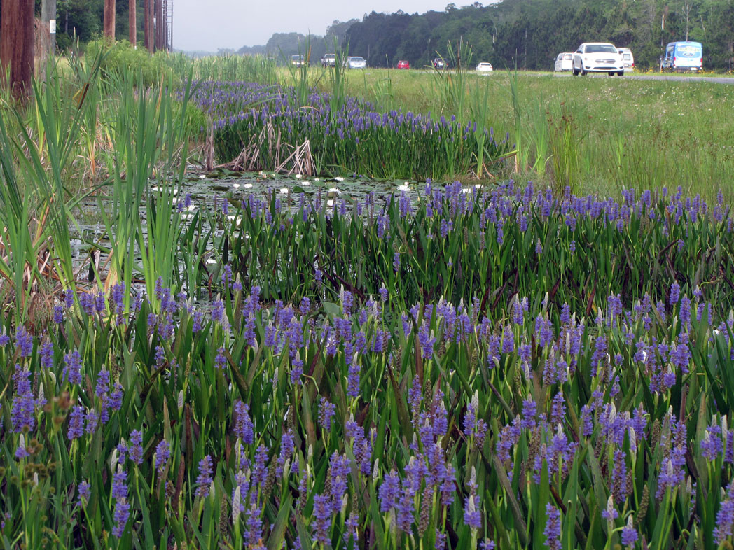 Pickerelweed blooming along roadside