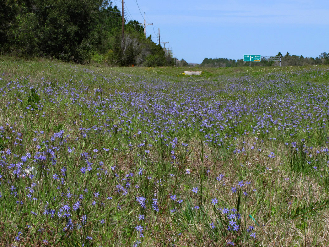 Narrowleaf blue-eyed grass blooming along roadside