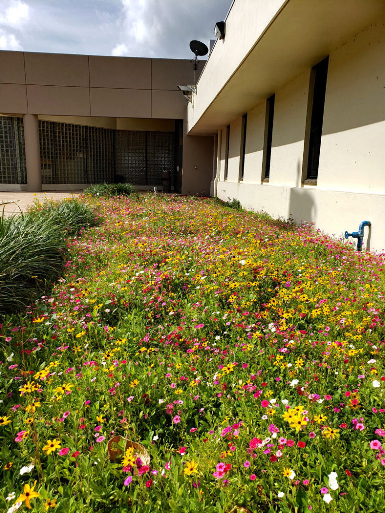 Leavenworth's tickseed, blanketflower and phlox planted at Miami-Dade maintenance building