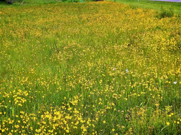 Leavenworth's tickseed blooming along roadside