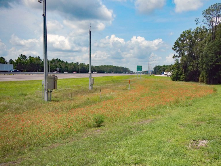 Blanketflower blooming along roadside