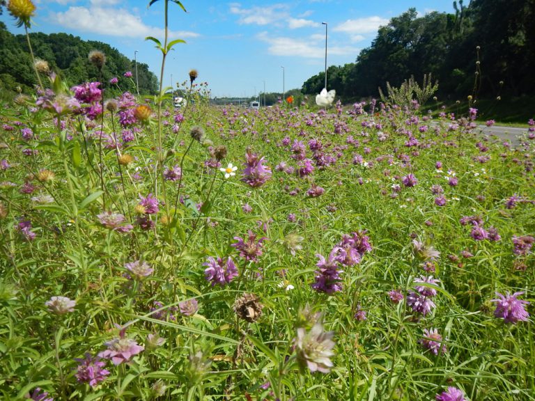 Lemon beebalm blooming along roadway