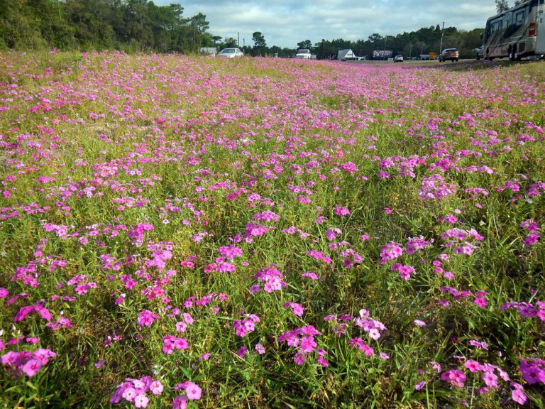 Annual phlox blooming along roadside