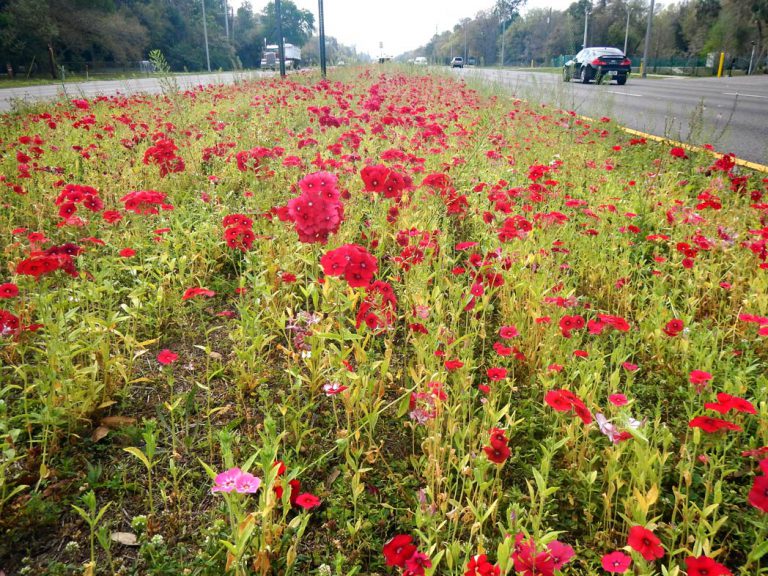 Annual phlox blooming along roadside