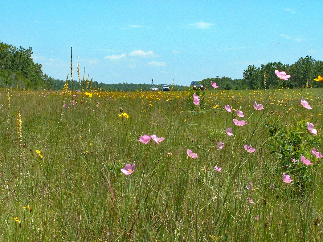 Yellow colicroot, Leavenworth's tickseed and Rosegentian blooming along roadside