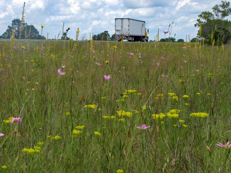 Yellow colicroot, Low pinebarren milkwort and Rosegentian blooming along roadside