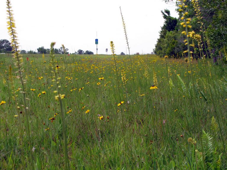 Yellow colicroot, black-eyed susan and Leavenworth's tickseed blooming along roadside