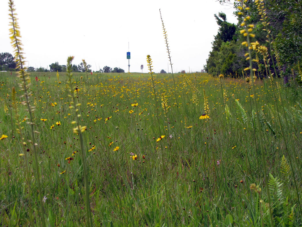 Yellow colicroot, black-eyed susan and Leavenworth's tickseed blooming along roadside