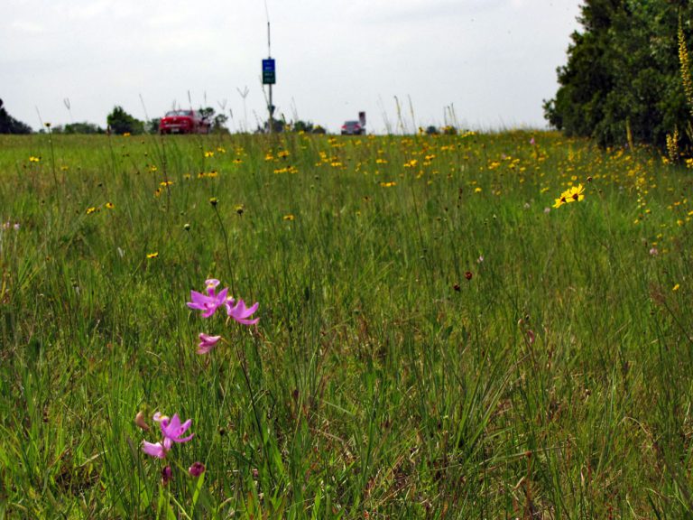 Grasspink, black-eyed susan and leavenworth's tickseed blooming along roadside