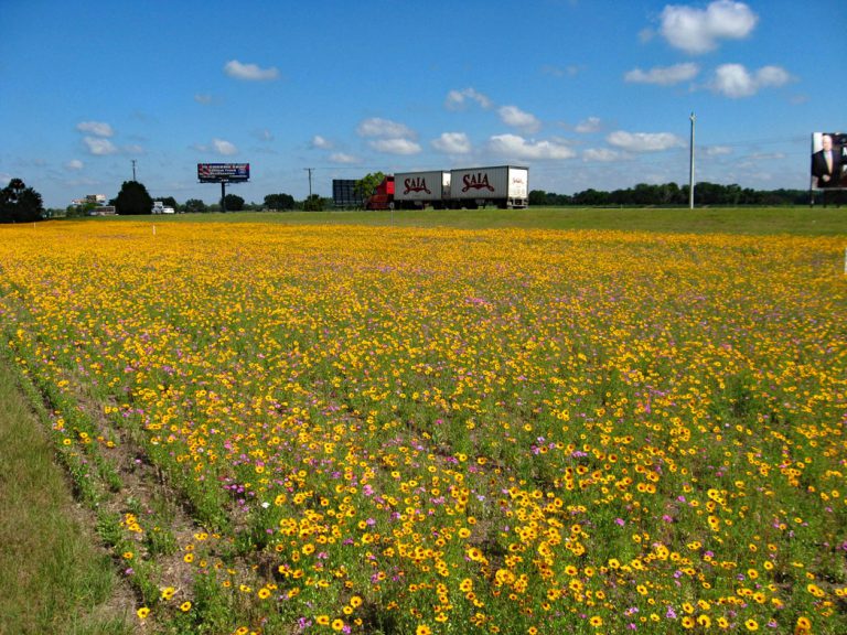 Goldenmane tickseed and annual phlox blooming along roadside