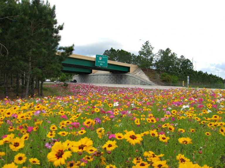 Goldenmane tickseed and annual phlox blooming along roadside