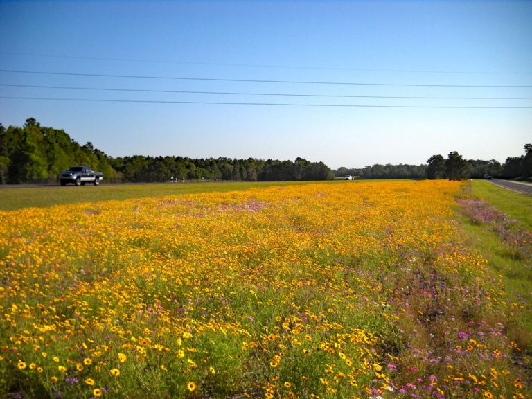Goldenmane tickseed and annual phlox blooming along roadside