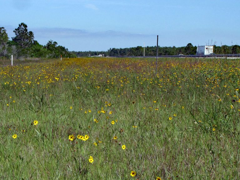 Leavenworth's tickseed blooming along roadside