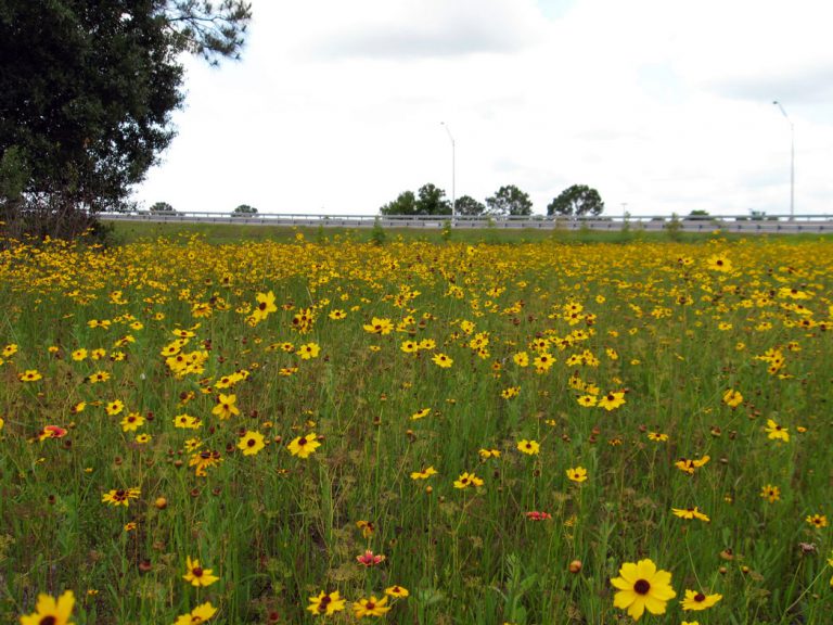 Leavenworth's tickseed blooming along roadside