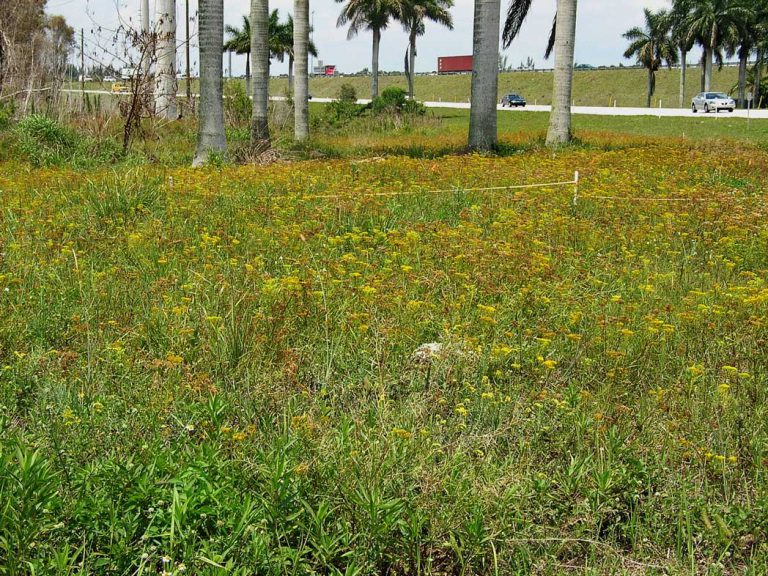 Yellowtops blooming along roadside