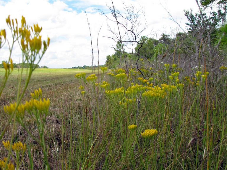 Narrowleaf yellowtops blooming along roadside