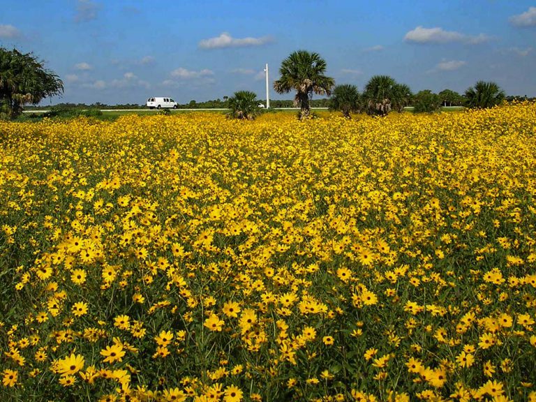 field of sunflowers blooming along roadside