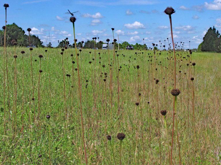 Rayless sunflower blooming along roadside