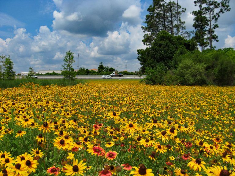 Black-eyed Susan and Blanketflower blooming along roadside