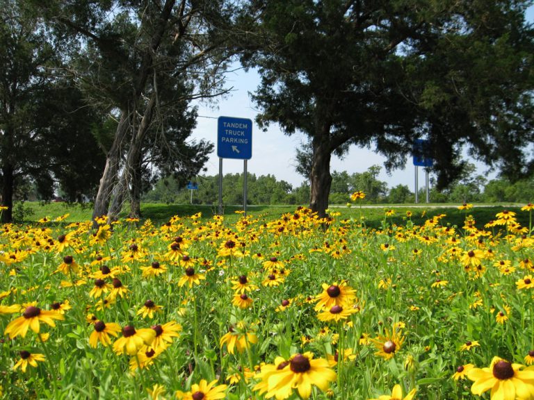 Black-eyed Susans blooming along roadside