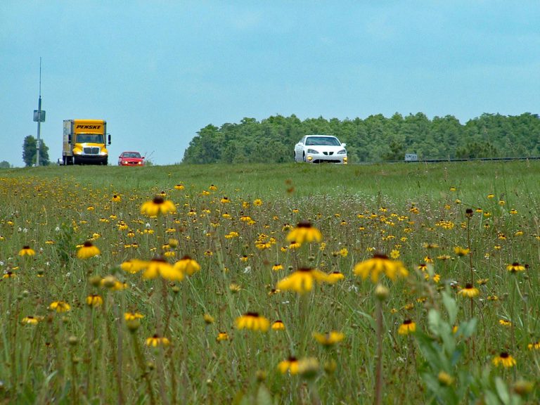 Black-eyed Susan blooming along roadside