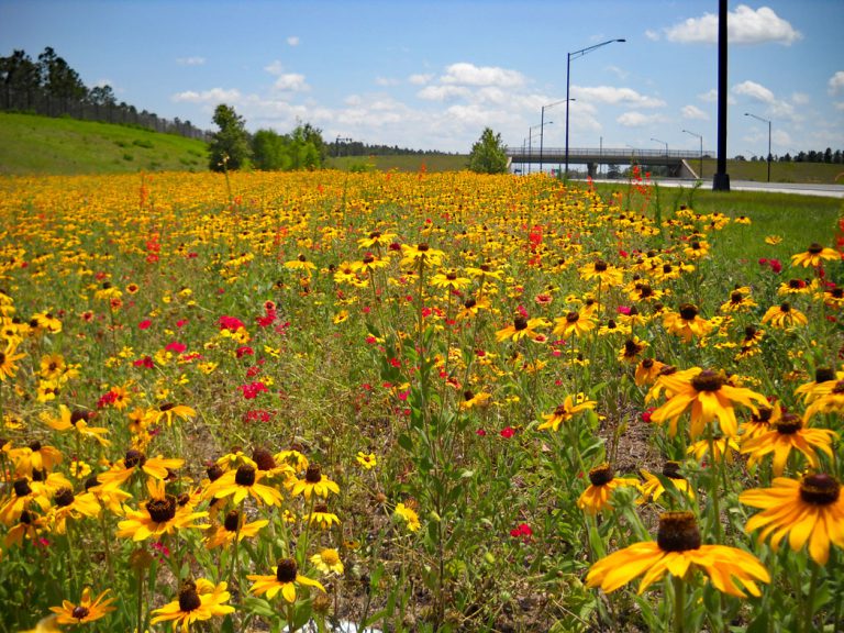 Black-eyed Susan, Annual phlox and Standing cypress blooming along roadside