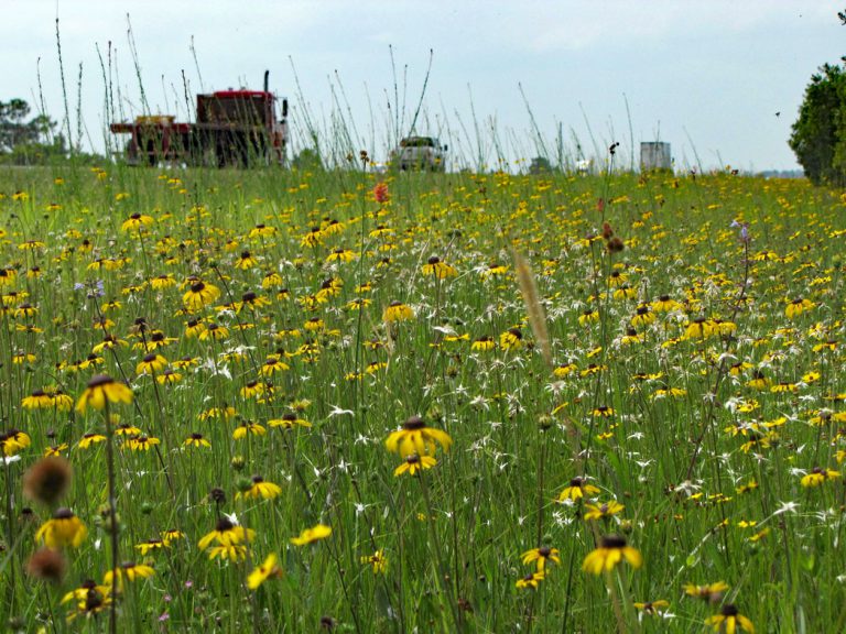 Black-eyed Susan and Starrush whitetop blooming along roadside