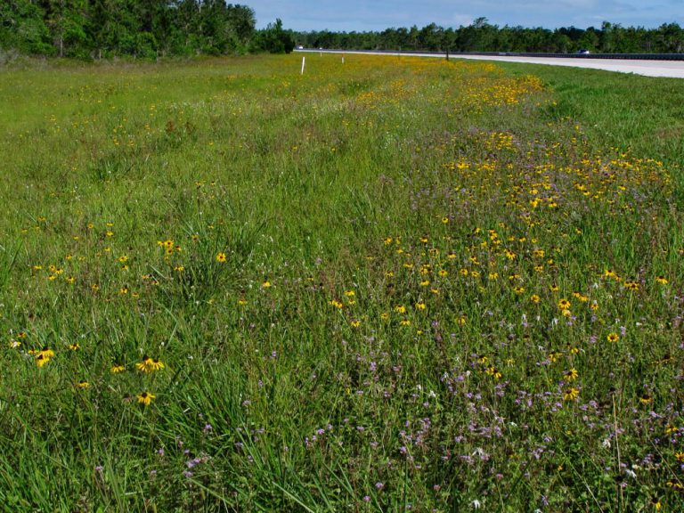 Black-eyed Susan and Blue-eyed grass blooming along roadside