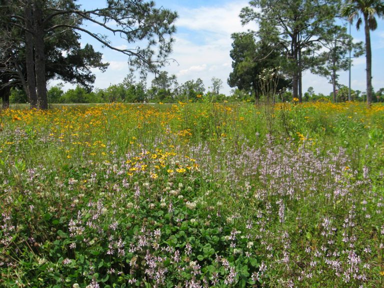 Black-eyed Susan and Florida betony blooming along roadside