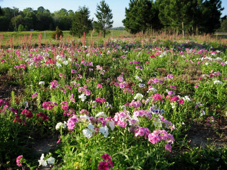 Heartwing dock and annual phlox blooming along roadside