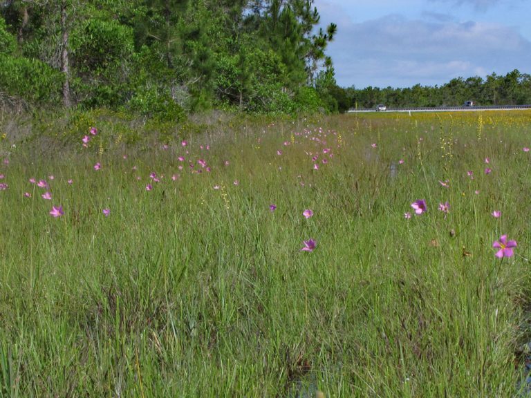 Rosegentian, meadowbeauty and yellow colicroot blooming along roadside